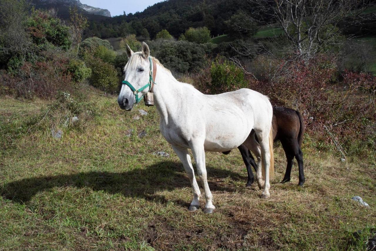Apartamentos Los Picos De Europa Colio Luaran gambar
